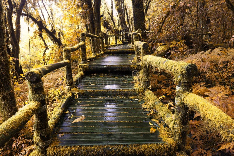 Moss around the wooden walkway in rain forest in Autumn Tone