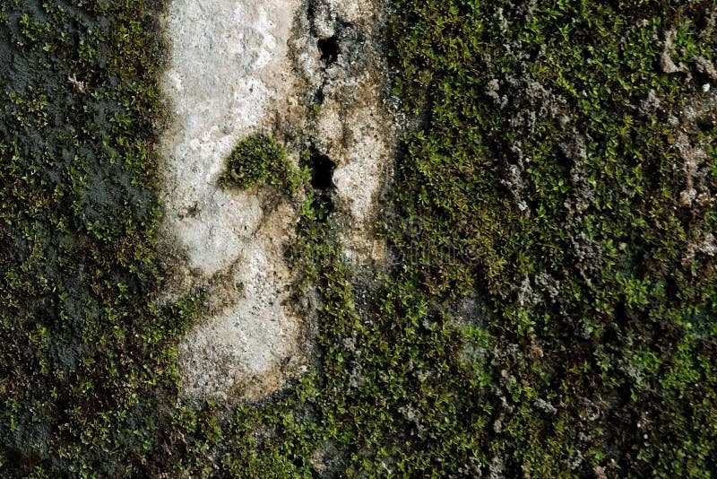 Moss Background imagem de stock Moss Background imagem de stock