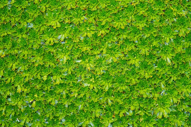 Moss bed stock image. Image of pattern, detail, lush 26292089