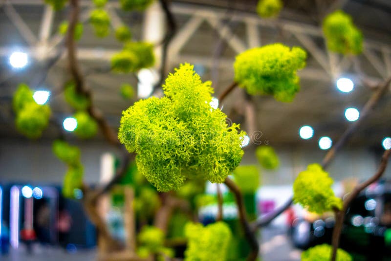 Moss on a branch. Decorative composition stock photo