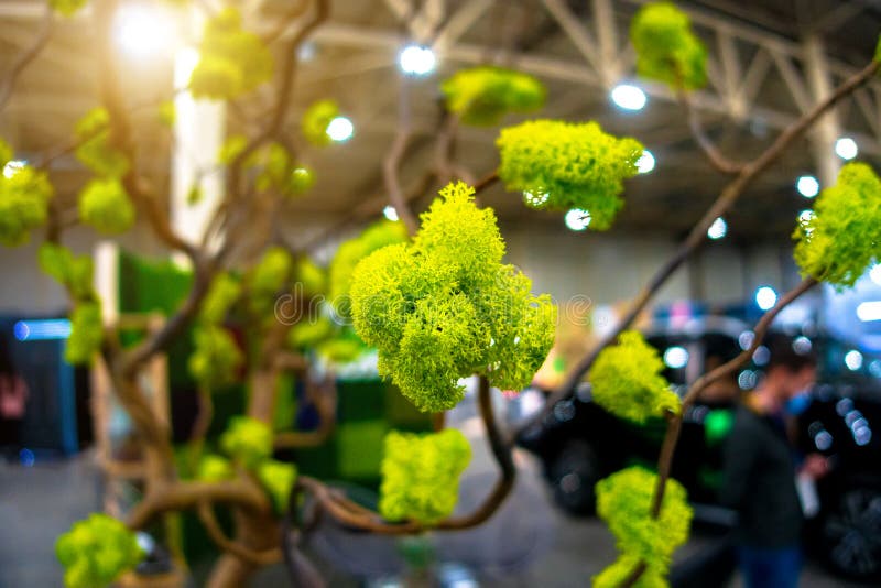 Moss on a branch. Decorative composition royalty free stock images