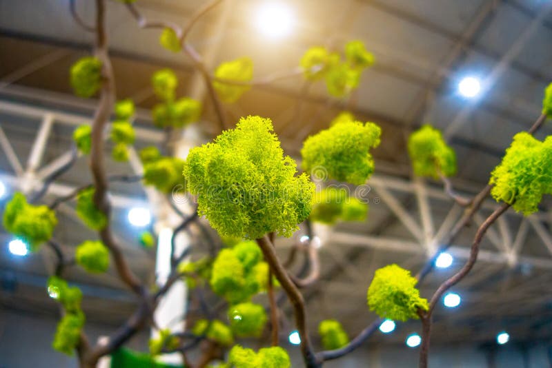 Moss on a branch. Decorative composition royalty free stock image