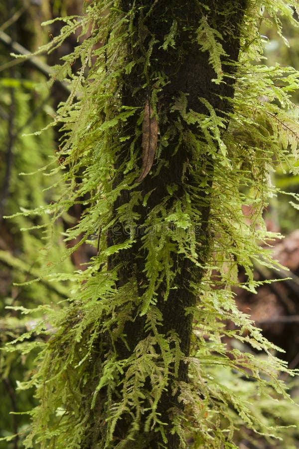 Moss on branch stock photo. Image of fern, background 34407416