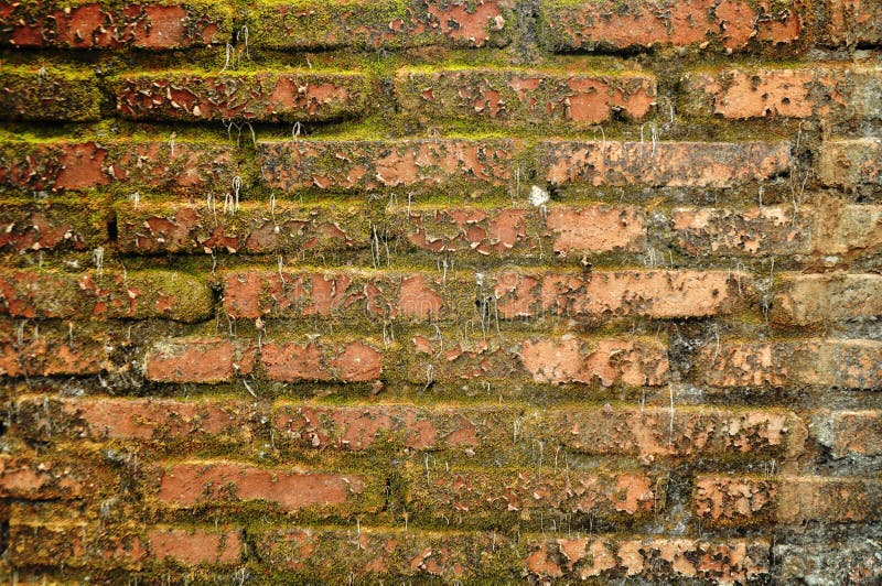 Moss brick wall texture grunge abstract & backgrounds