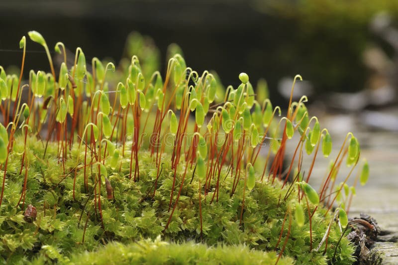 https://www.dreamstime.com/stock-images-moss-bryum-capillare-image13874814