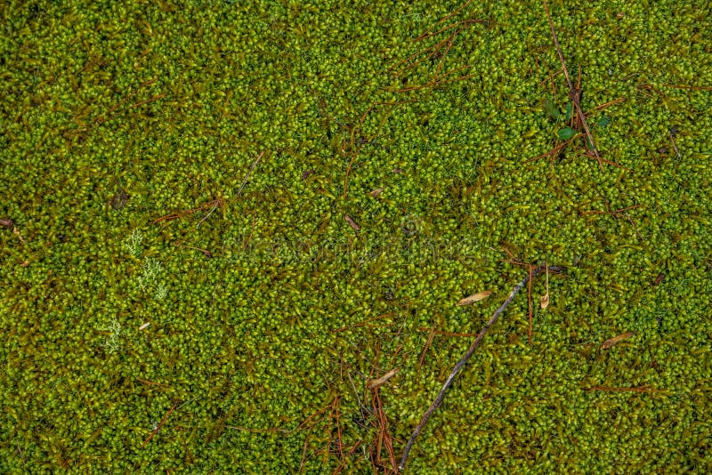 Green Forest Moss Carpet