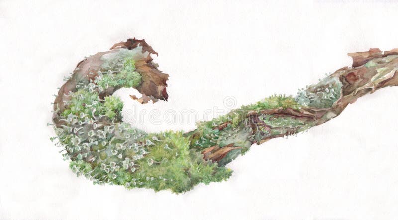 Moss and cladonia lichen on pine branch hand painted watercolor
