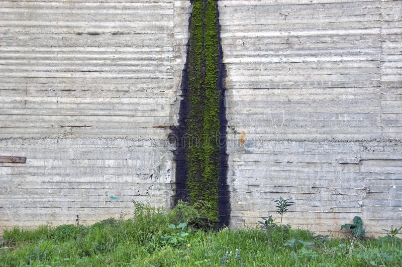 Moss on concrete stock photo. Image of closeup, background 12595410