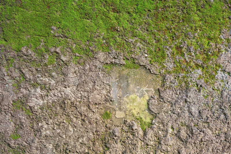 Moss on concrete wall stock photo. Image of flowerless 61977766