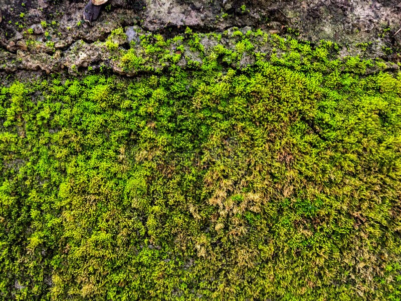 Moss on Concrete Wall at Garden Stock Image Image of garden, stone