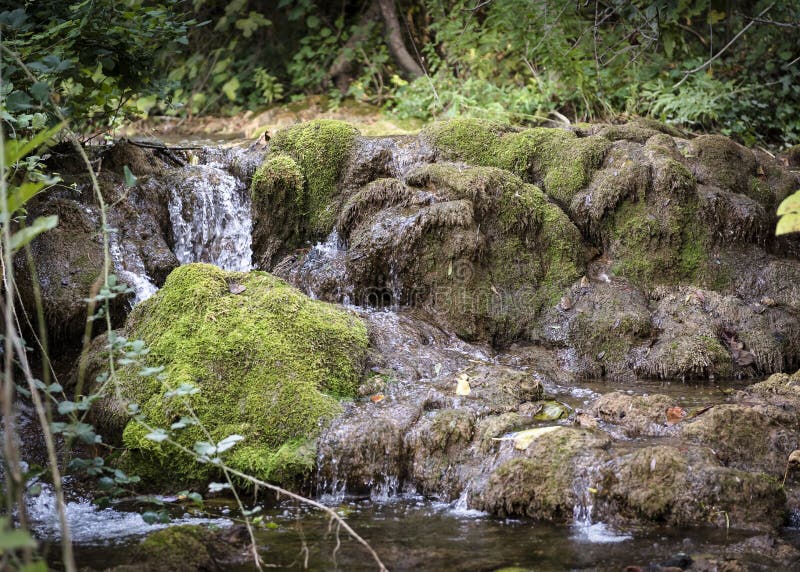 An Old Moss Covered Stump In The Autumn Forest Stock Photo Image Of