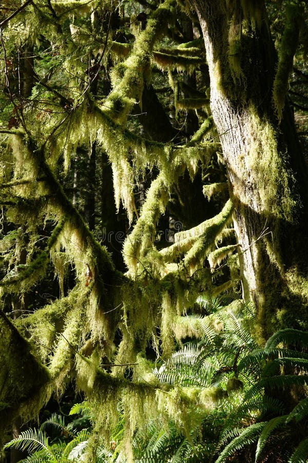 Moss covered branches stock photo. Image of coast, branch 66369086