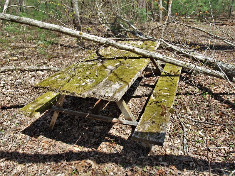 Moss Covered Picnic Table dans le terrain de camping abandonné image libre de droits Moss Covered Picnic Table dans le terrain de camping abandonné image libre de droits