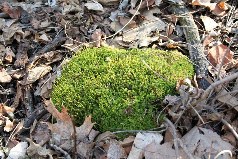 Moss Covered Rock on Forest Floor Stock Photo - Image of floor, covered ...