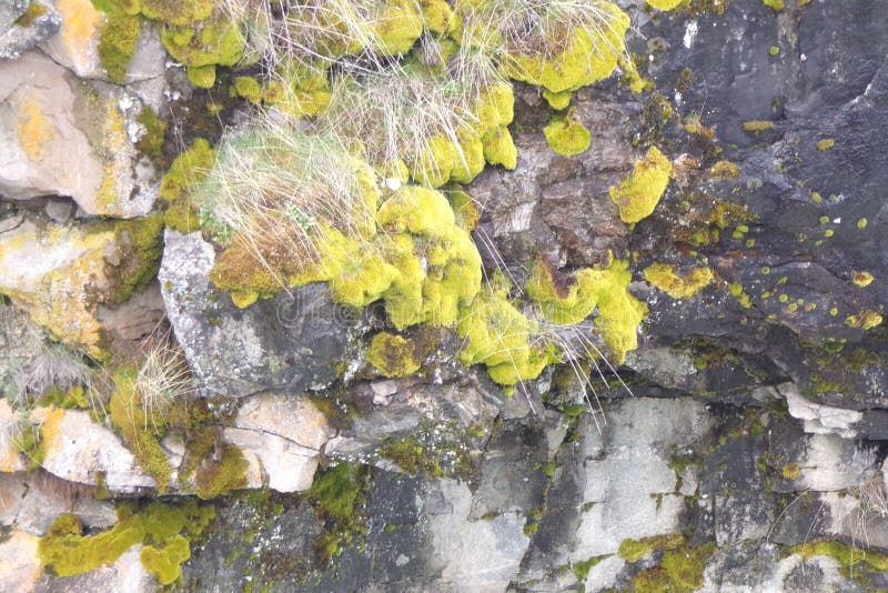 Moss Covered Rocks op de Muren van de Riviercanion royalty-vrije stock fotografie Moss Covered Rocks op de Muren van de Riviercanion royalty-vrije stock fotografie