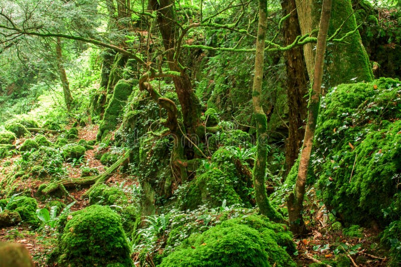 The Moss Covered Rocks of Puzzlewood, an Ancient Woodland Near Coleford ...