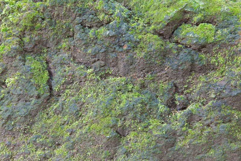 Moss-covered stone