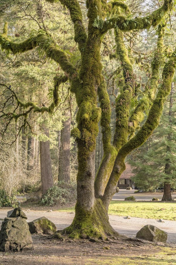 Moss Covered Tree Washington State Parks. Stock Image Image of moss