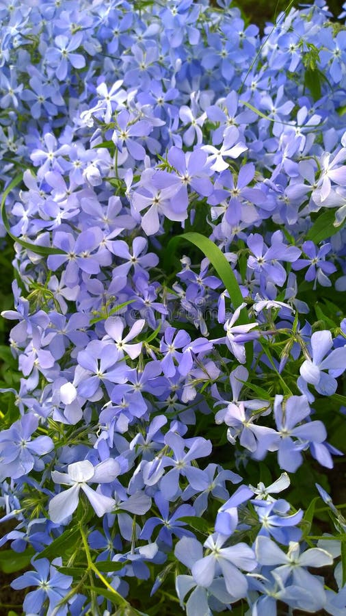Moss creeping Phlox subulata. Beautiful small five-petaled flowers bloom mauve, pink, lavender purple color. Flowering plant. Carp. Et of colour during spring stock images Moss creeping Phlox subulata. Beautiful small five-petaled flowers bloom mauve, pink, lavender purple color. Flowering plant. Carp. Et of colour during spring stock images