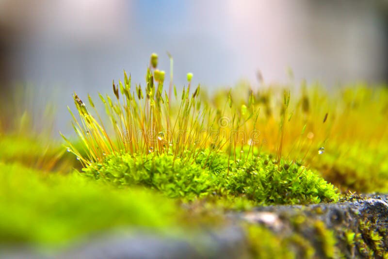 Moss stock photo. Image of rain, floral, grass, plants 34178410