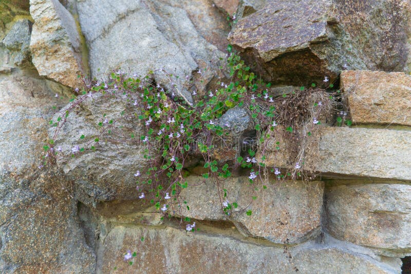 Moss e piccole piante su un vecchio muro di mattoni. Moss verde e piccole piante aggrappate alla superficie irregolare di un vecchio muro di mattoni con mattoni tritati e fessurati.