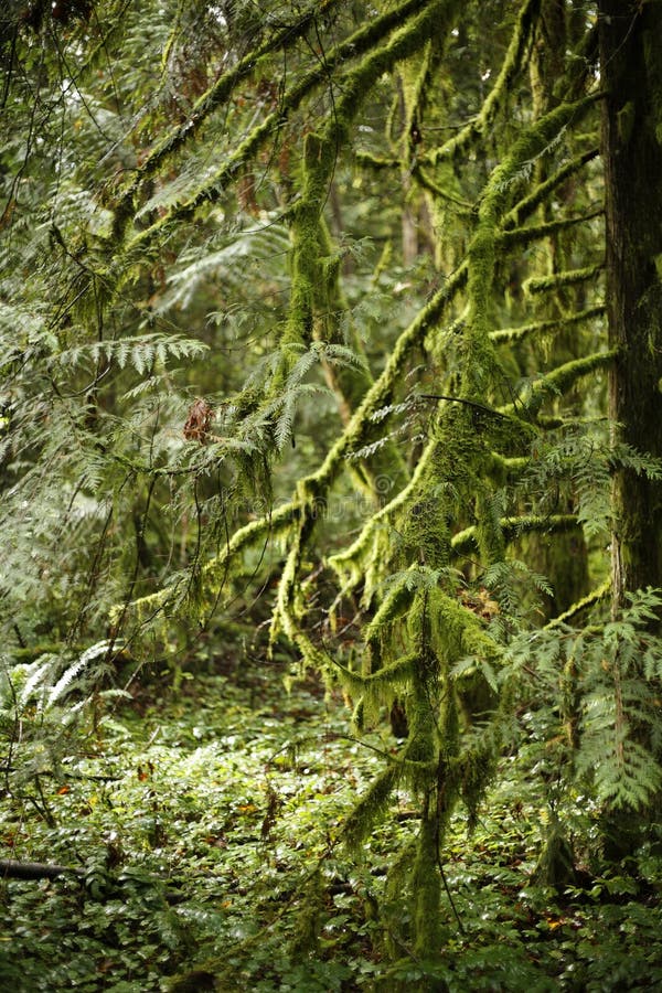 Viejo Bosque crecimiento ciclos de renacimiento rechazar en ambiente.