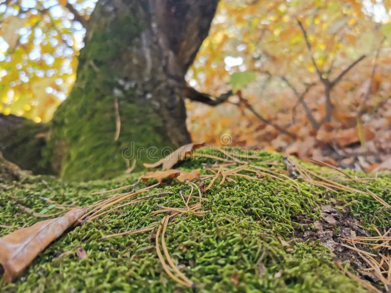 Moss in the Forest on a Tree. Green Forest Cover, Natural Compass Stock