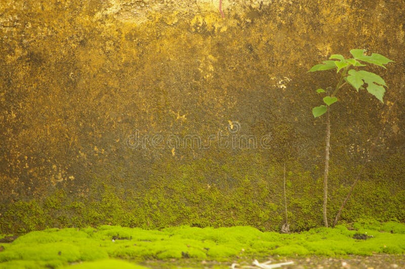 Moss in front of the wall