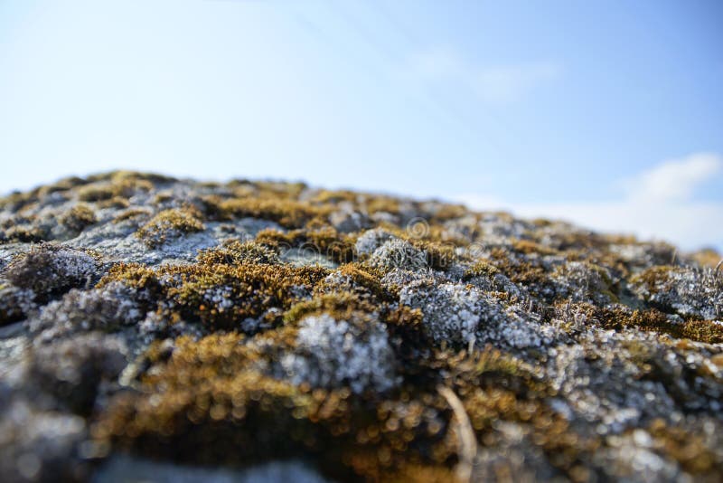 Moss on a granite boulder stock photo. Image of outdoor 157371428