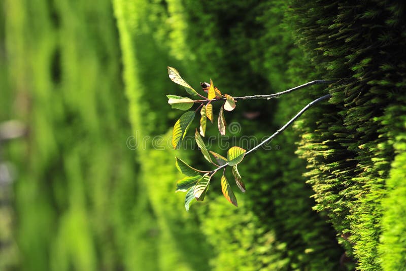 Moss green background stock photo. Image of forest, close - 21169198