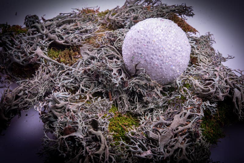 Moss Green and Grey Plant Bush with Shiny Ball Stock Image