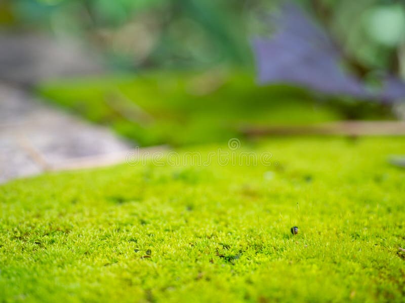 Moss Green , Natural Texture and Surface Background Stock Image - Image ...