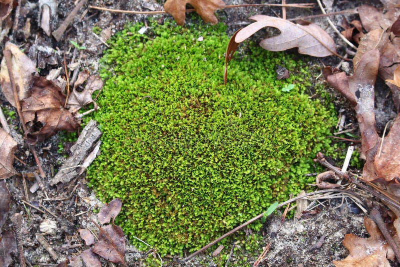 Moss on Ground in a Wooded Area Stock Photo - Image of green ...