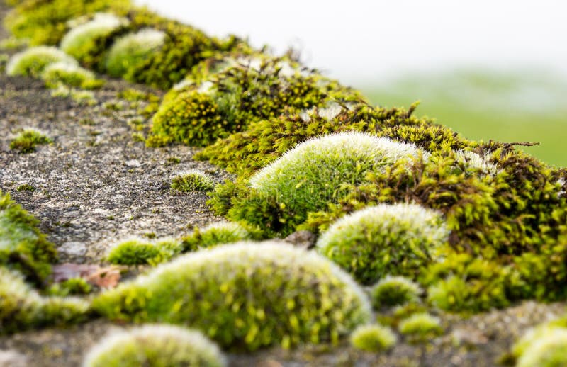 Moss growing on concrete stock image. Image of nature - 83724047