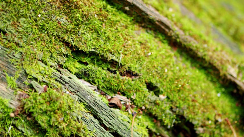 Moss growing on fallen tree. Macro shot. Pan down.