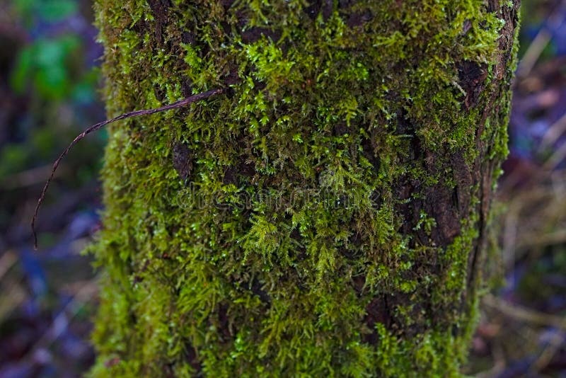 Moss Growing on the ide of a tree stock photography