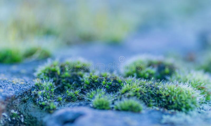 Moss Blanket: Over 749 Royalty-Free Licensable Stock Photos