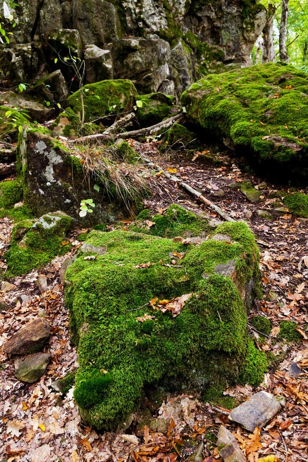 Moss-grown boulders in caucasus mountains