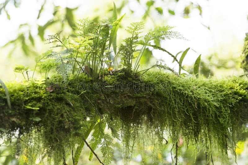 Moss-grown branch in Rainforest of Uganda