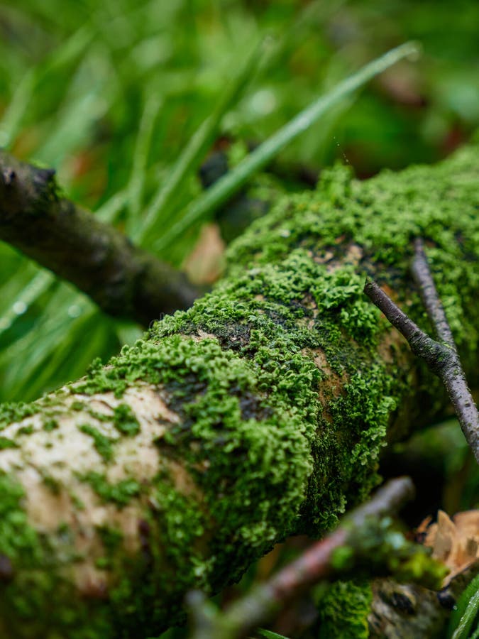 Moss landscape on a branch royalty free stock images