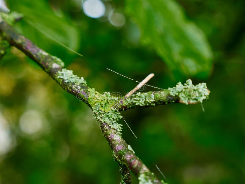 Moss landscape on a branch royalty free stock photography