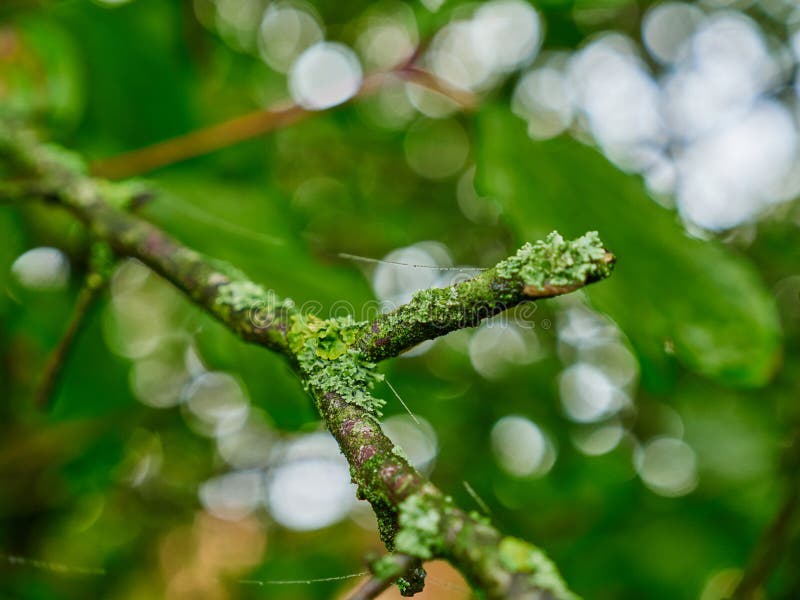 Moss landscape on a branch royalty free stock photos