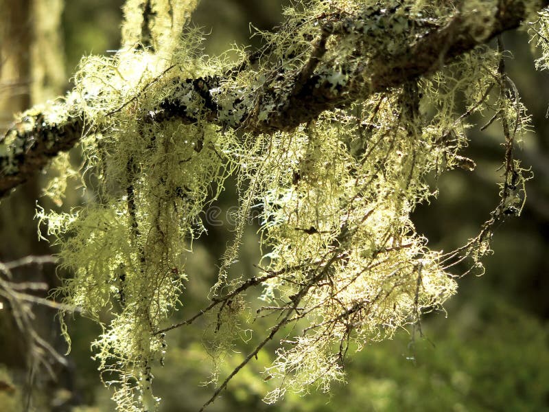 Moss and Lichen