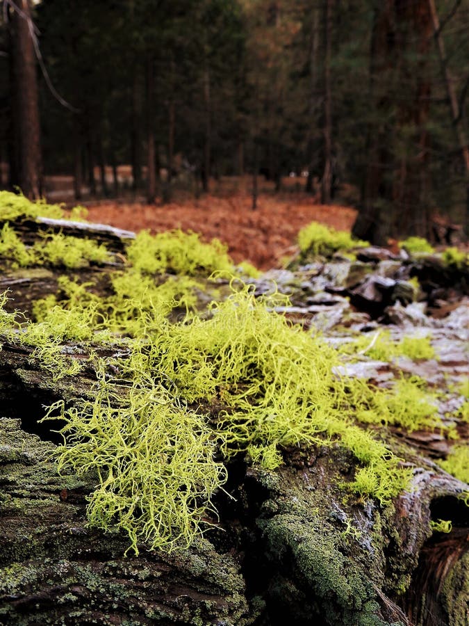 Moss and lichen on bark of fallen tree in forest