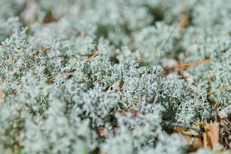 Moss Lichen Cladonia Rangiferina. Grey Reindeer Lichen. Beautiful Light ...
