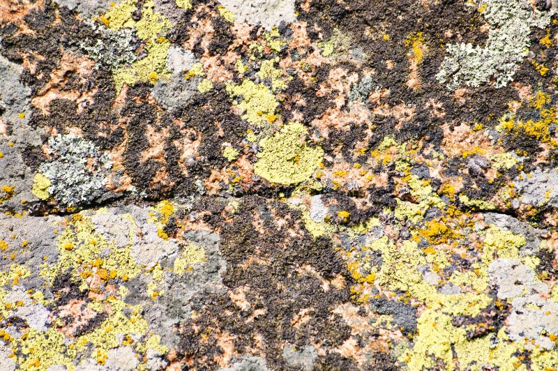 Moss and lichen on granite stone