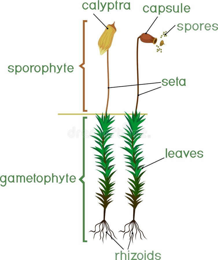 Moss Life Cycle  Diagram Of A Life Cycle Of A Common