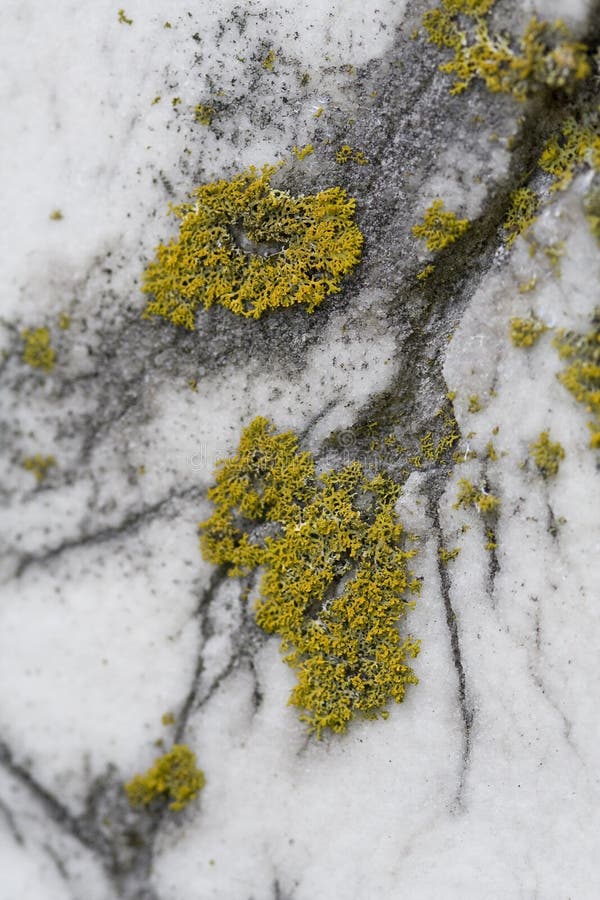 Moss and Marble Texture