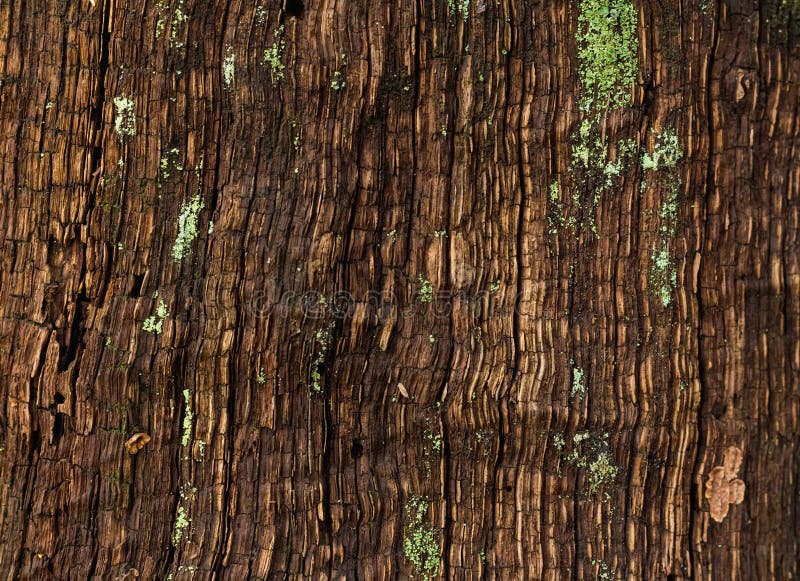 Moss na kikucie. Msza na pniu starego dębowego zamku