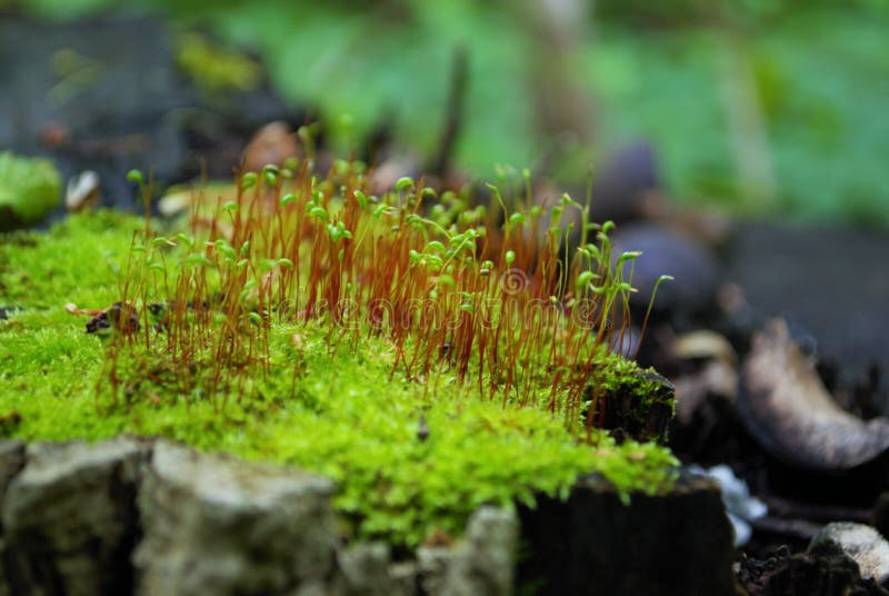 Moss and New Growth on Tree Stump Stock Photo Image of life, growth